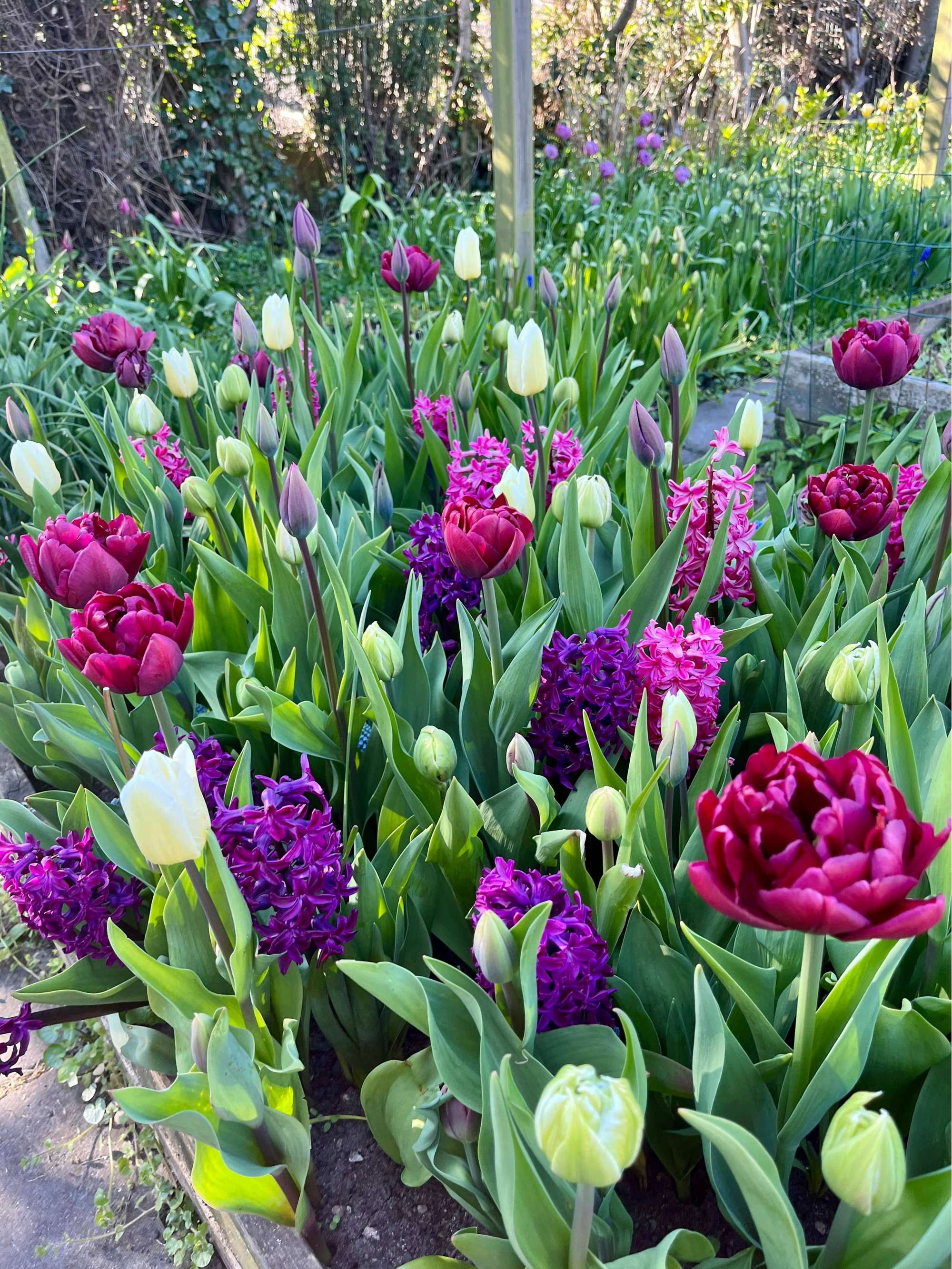 'Svaneke By Night' exklusiv lökmix